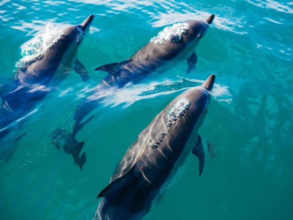 dolphins 1 43.jpg